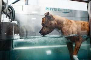 Physiotherapie mit Unterwasserlaufband Tierarztpraxis Witten Herbede