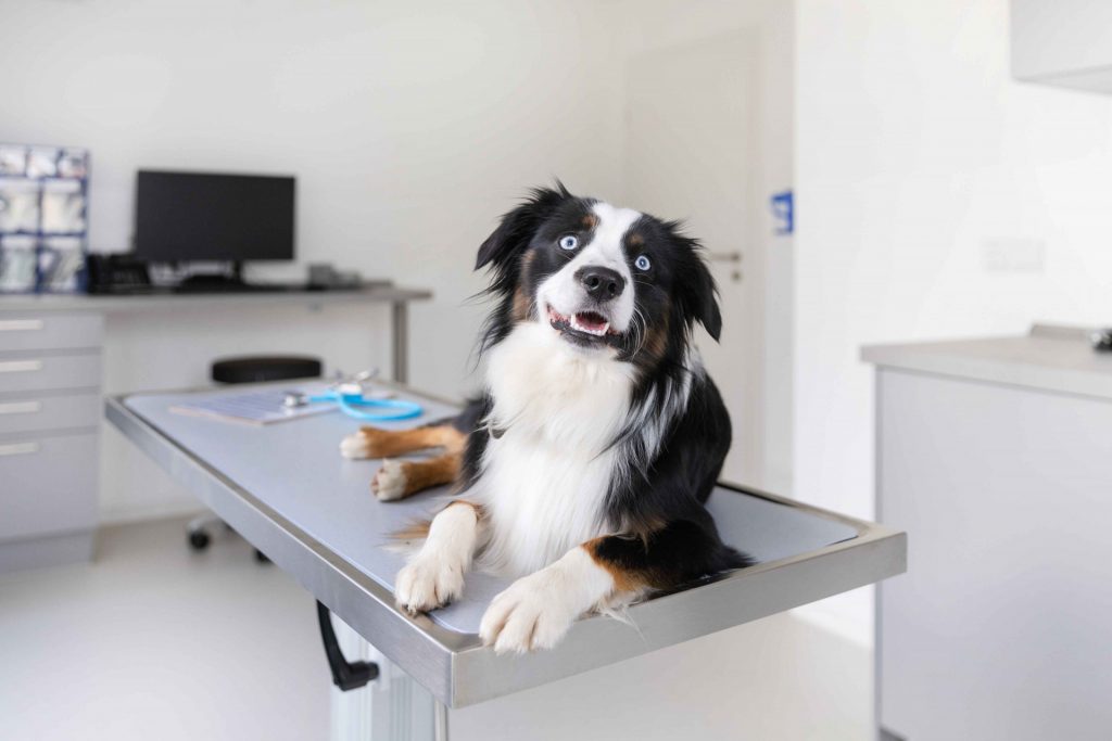 Kardiologie für Hunde und Katzen