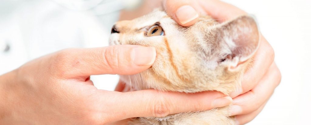 Augentierarzt Witten