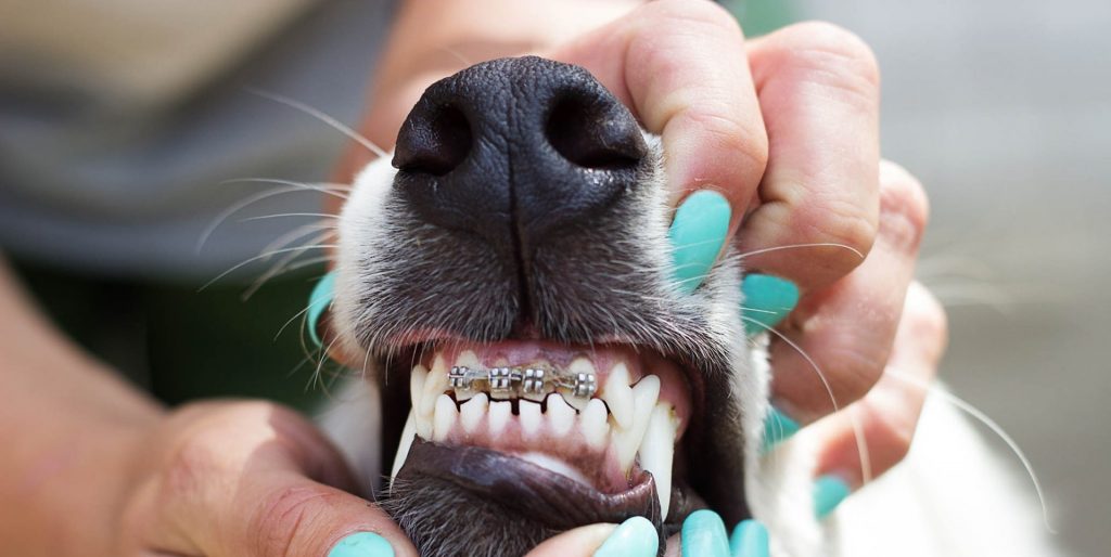 Kieferorthopädie Hund