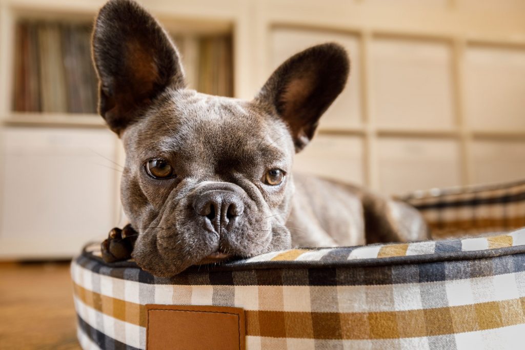 Brachycephales Syndrom