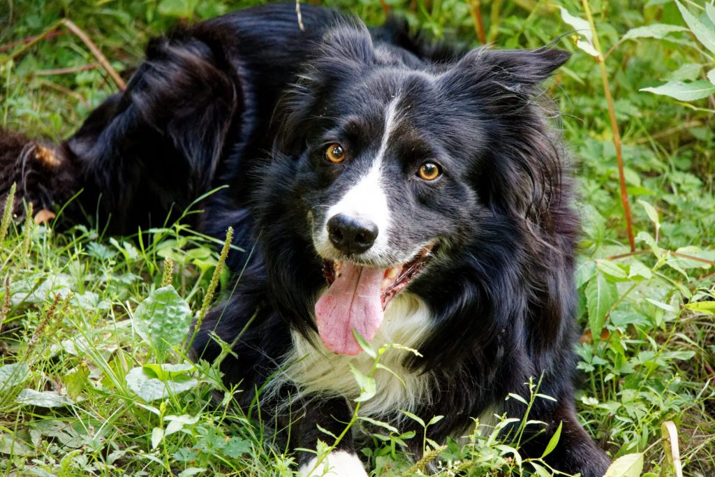Kehlkopflähmung Hund