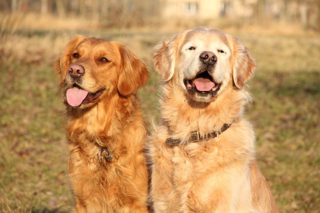 Atemwegschirurgie Hund